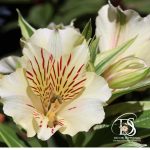 ALSTROEMERIA (Code FCF2) - Image 2